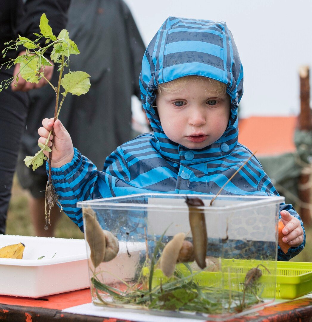 Familiespejder_oplever_insekter og snegle